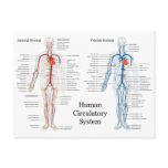 Human Circulatory System of Arteries and Veins Post Card