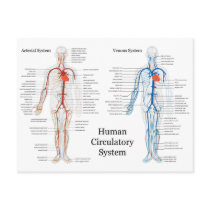 Human Circulatory System of Arteries and Veins Post Card