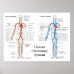 Human Circulatory System of Arteries and Veins posters