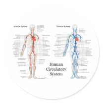 Human Circulatory System of Arteries and Veins Round Stickers