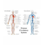 Human Circulatory System of Arteries and Veins t-shirts
