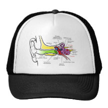 Human Ear Diagram with Cochlear Frequency Mapping Mesh Hat