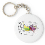 Human Ear Diagram with Cochlear Frequency Mapping Key Chains