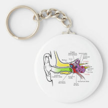 Human Ear Diagram with Cochlear Frequency Mapping Key Chains