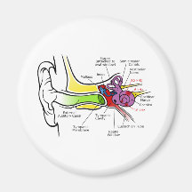 Human Ear Diagram with Cochlear Frequency Mapping Magnets