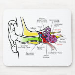 Human Ear Diagram with Cochlear Frequency Mapping Mousepad
