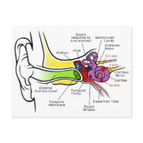Human Ear Diagram with Cochlear Frequency Mapping Postcards