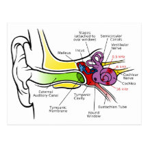 Human Ear Diagram with Cochlear Frequency Mapping Postcards