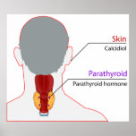 Human Endocrine System Calcium Regulation Chart posters