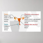 Human Endocrine System Reproductive Hormones Chart posters