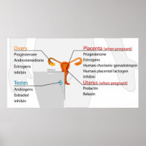 Human Endocrine System Reproductive Hormones Chart Posters