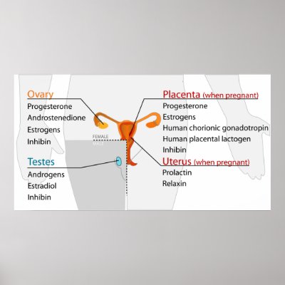 Human Endocrine System Reproductive Hormones Chart Posters by chartsanddiagrams