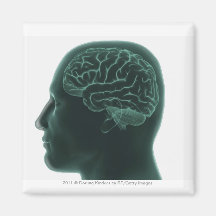Human head in profile showing the brain fridge magnets