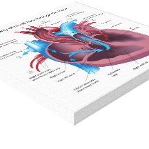 Human heart anatomy stretched canvas print