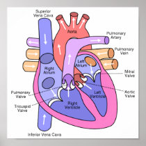 Human Heart Print