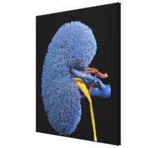 Human Kidney Circulation Canvas Prints