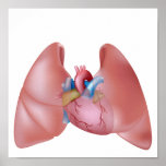 Human lungs and heart Poster