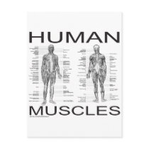Human Muscles and Anatomy Post Cards