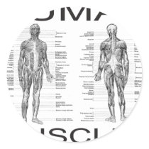 Human Muscles and Anatomy Round Stickers