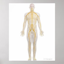 Human Nervous System 2 Posters