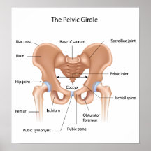 Human pelvis anatomy Poster