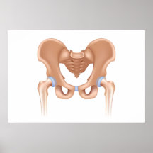 Human pelvis anatomy poster