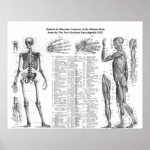 Skeletal Muscle Human Body