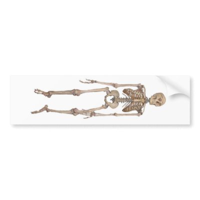 Human Skeleton by BIOLOGY_KING