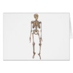 Human Skeleton