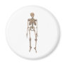 Human Skeleton