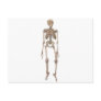 Human Skeleton