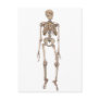 Human Skeleton