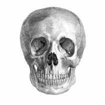 Human skull anatomy sketch drawing photo cutout