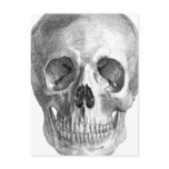 Human skull anatomy sketch drawing postcards