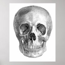 Human skull anatomy sketch drawing posters