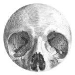 Human skull anatomy sketch drawing stickers