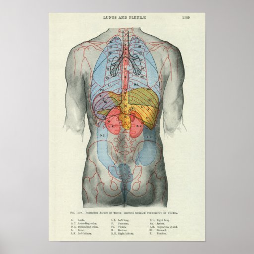 Lower Back Internal Organs : The internal organs are brain, lungs