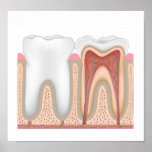 Human Tooth anatomy poster
