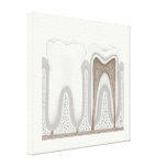 Human Tooth anatomy stretched canvas print