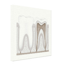 Human Tooth anatomy stretched canvas print