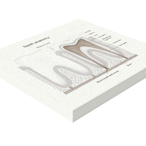Human Tooth anatomy stretched canvas print