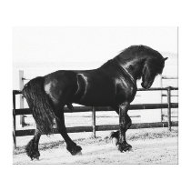 Humble beautiful friesian stallion gallery wrapped canvas