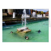 Humboldt penguins and fountains card