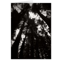 Humboldt Redwoods State Park- Black and White Greeting Card