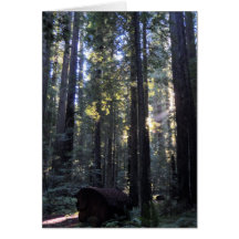 Humboldt Redwoods State Park Greeting Cards