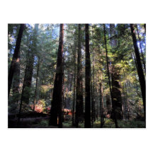 Humboldt Redwoods State Park Post Card