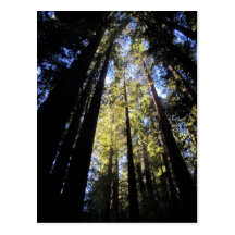 Humboldt Redwoods State Park Post Card