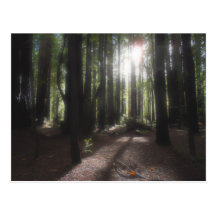Humboldt Redwoods State Park Post Card