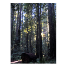 Humboldt Redwoods State Park Post Cards