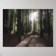 Humboldt Redwoods State Park Print